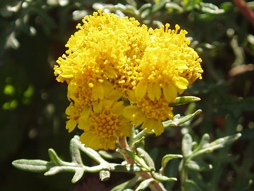 Eriophyllum staechadifolium